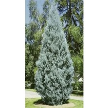 Frefly Store Nura Botanik Servi Çamı Fidanı, 30-70CM, Saksılı Tüplü, Cedar Pine Tree Sapling