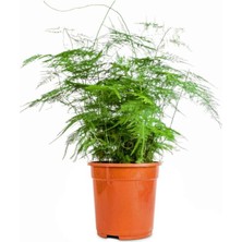 Frefly Store Serada Decor & Plant Tül Çiçeği Asparagus Setaceus Saksılı 10-30CM Salon Çiçeği, Çok Renkli