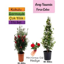 Frefly Store Nura Botanik Kokulu Arap Yasemini, Kırmızı Fırça Çalısı, Mini Gül Hediyeli 3'lü Bahçe Seti