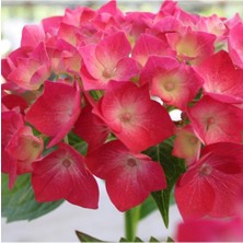 Frefly Store Nura Botanik Kıpkırmızı Çiçekli Ortanca Fidanı, 30-55 Cm, Tüplü, Red Hydrangea