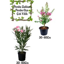 Frefly Store Serada Decor & Plant Pembe Zakkum Çiçeği + Pembe Oya Ağacı Saksılı Bahçe Seti, 30-60 cm