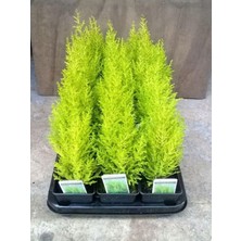 Frefly Store Nura Botanik Limon Kokulu Limon Çamı Fidanı, Sarı Renkli, 15-20 Cm, Tüplü Dış Mekan Bitkisi, 30 Adet