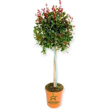 Frefly Store Gardenbox Peyzaj Süs Bitkisi Evgenya Çalısı 50-70CM Saksılı, Eugenia Etna Fire, Kırmızı