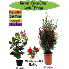 Frefly Store Serada Decor & Plant Kırmızı Fırça Çalısı, Kokulu Mor Leylak Fidanı, Mini Kırmızı Gül Hediyeli Peyzaj Seti, Çok Renkli, 40-80 cm