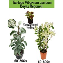 Frefly Store Nura Botanik Kartopu Viburnum, Beyaz Begonvil, Yaprak Güzeli Bahçe Bitkisi Seti, 60-80 Cm, Çok Renkli