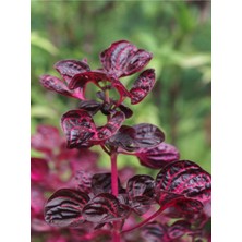 Frefly Store Nura Botanik Çingene Şalvarı Çiçeği, 1 Adet Saksılı, 20-30CM, Kırmızı, Iresine