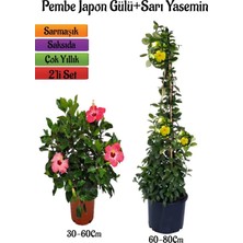 Frefly Store Pembe Renk Japon Gülü Çiçeği+Sarı Yasemin Çiçeği Fidanı 2'li Bahçe Peyzaj Seti, BTS0001NA2010
