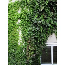 Frefly Store Nura Botanik Hedera Helix Yeşil Orman Sarmaşığı, 40-60 Cm, Gölgeye Uyumlu Bitki