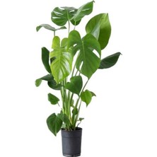 Frefly Store Nura Botanik Monstera Deliciosa, 70-100 Cm, Saksılı, Yeşil, Iç Mekan Bitkisi
