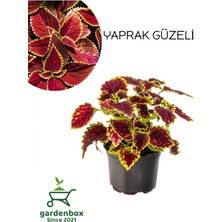 Frefly Store Serada Decor & Plant Çilli Yaprak Güzeli Çiçeği, 10-20 Cm, Kırmızı-Sarı