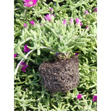 Frefly Store Serada Decor & Plant Mezem Yer Örtücü Acem Halısı Çiçeği, Mor, 3 Adet Bahçe Peyzaj Seti