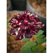 Frefly Store Serada Decor & Plant Wizard Rose Saksılı Aşılı Gül, Rengarenk Kokulu, 30-60 Cm, 1 Adet