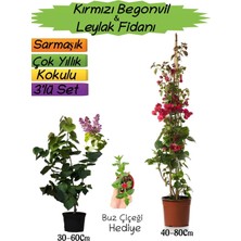 Frefly Store Gardenbox Kırmızı Begonvil, Mor Leylak Fidanı, Buz Çiçeği Hediyeli 3'lü Peyzaj Seti