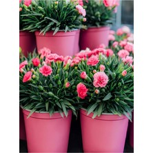 Frefly Store Nura Botanik Pembe Kokulu Karanfil Fidanı, 1 Adet, Saksılı, 15-30 Cm, Salon Bitkisi