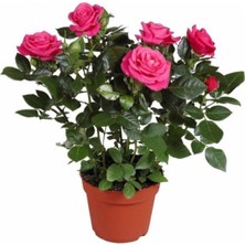 Frefly Store Serada Decor & Plant Canlı Yediveren Pembe Bodur Gül Fidanı, Salon Gülü