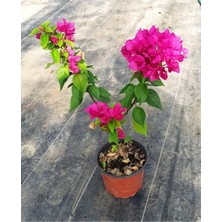 Frefly Store Nura Botanik Fuşya Bodur Begonvil Bougainvillea