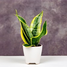 Frefly Store Nura Botanik Sansevieria Paşa Kılıcı Bitkisi, 20-30 Cm, Yeşil