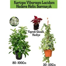 Frefly Store Kampanyalı Kartopu Viburnum Lucidum 1 Adet Hedera Helix 1 Adet Yaprak Güzeli Hediye Bahçe Bitkisi, BTS1852024NA30