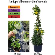 Frefly Store Nura Botanik Beyaz Kartopu Çiçeği Viburnum + Sarı Yasemin Çiçeği Fidanı 2'li Bahçe Seti