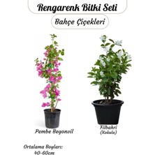 Frefly Store Kampanyalı Pembe Begonvil ve Filbahri – Saksılı Çiçekli Bahçeye Uygun 2’li Paket