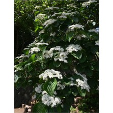 Frefly Store Nura Botanik Viburnum Lucidum Kartopu Beyaz Renkli, 80-110 Cm, 1 Adet Tüplü Dış Mekan Bitkisi