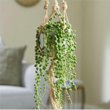 Frefly Store Gardenbox Tesbih Çiçeği Bezelya Kolyesi Askılı Saksıda, Yeşil