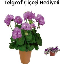 Frefly Store Hediyelik Mor Renk Sardunya Fidanı Sevgililer Gününe Özel Telgraf Hediyeli