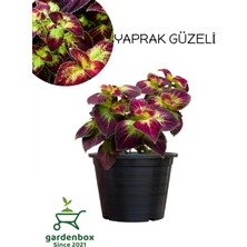 Frefly Store Serada Decor & Plant Nadir Tür Kolyos Yaprak Güzeli Çiçeği, 1 Adet Saksılı, Coleus, Mor-Yeşil