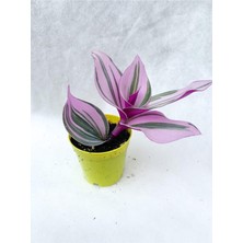 Frefly Store Gardenbox Pembe Telgraf Çiçeği Tradescantia Nanouk, 5.5 cm Saksı