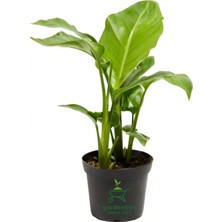 Frefly Store Nura Botanik Strelitzia Cennet Kuşu Çiçeği, 1 Adet, Saksılı, 10-30CM, Mini Boy