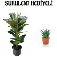 Frefly Store Nura Botanik Parlak Canlı Yapraklı Kauçuk Bitkisi, Sukulent Hediyeli