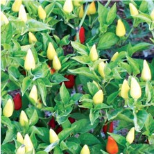 Frefly Store Gardenbox Süs Biberi Tohumu, 5 Gr, Bol Verimli