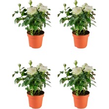 Frefly Store Serada Decor & Plant Yediveren Beyaz Gül, 30-60 Cm, Yoğun Kokulu, 4 Adet Saksılı Aşılı Gül