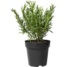Isparta Gülü Rosemary Biberiye Fidanı 10-20  cm