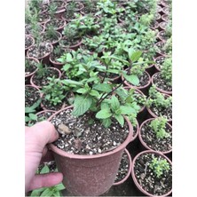 Frefly Store Nura Botanik Saksılı Nane Fidanı, 10-20 Cm, Mentha, 1 Adet
