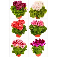 Frefly Store Serada Decor & Plant Sardunya Fidesi, 2'li Karışık Renk, 10-20 Cm, Tüplü Çiçekli Bodur Bitkiler, Geranium