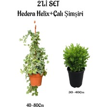 Frefly Store Serada Decor & Plant Alacalı Hedera Helix 40-80CM + Çalı Şimşiri 30-40CM 2'li Set Saksılı Bahçe Bitkisi