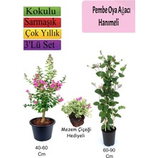Frefly Store Serada Decor & Plant Pembe Oya Ağacı, Hanımeli Çiçeği, Mezem Çiçeği Hediyeli, Çok Renkli, 3'lü Set