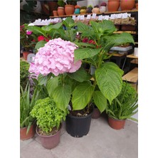 Frefly Store Ortanca Bakımlı 60-70 cm