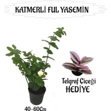 Frefly Store Nura Botanik Mis Kokulu Katmerli Ful Yasemin 40-60CM + Telgraf Çiçeği Hediyeli