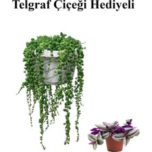 Frefly Store Tespih| Boncuk| Bezelya Çiçeği Bitkisi Sevgililer Gününe Özel Telgraf Hediyeli, BTS001NU020236