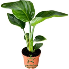 Frefly Store Nura Botanik Starliçe Beyaz Cennet Kuşu Mini Boy 25-45CM, Strelitzia