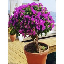 Frefly Store Nura Botanik Mor Renkli Bodur Begonvil Çiçeği Saksılı, 30-60CM, 1 Adet