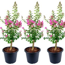 Frefly Store Gardenbox Pembe Oya Ağacı Fidanı, 3 Adet, 30-65CM, Tüplü Saksılı
