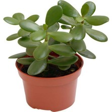 Frefly Store Gardenbox Crassula Ovata Mini, 10-15 Cm, Saksılı Para Yeşim Çiçeği, Canlı Bitki