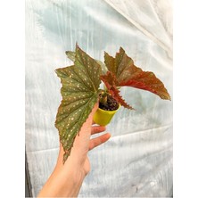 Frefly Store Gardenbox Mini Çilli Begonya Çiçeği, 5-15 Cm, Saksılı, Çiçekli Bodur Bitkiler