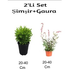 Frefly Store Gardenbox Şimşir + Gaura Çiçeği 2'li Set Dış Mekan Bitkisi, 20-40 Cm, Çok Renkli