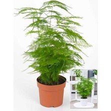 Frefly Store Gardenbox Asparagus Setaceus Dekoratif Canlı Salon Çiçeği, 15-30 Cm, 1 Adet