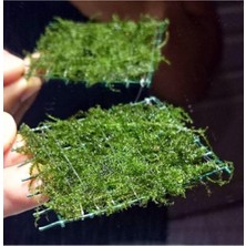 Frefly Store Ithâl Bitki Bubble Moss Tele Sarılı 5x5 cm Yeni Sarım 413178