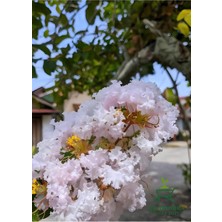 Frefly Store Nura Botanik Beyaz Oya Ağacı Saksılı, 30-60 Cm, Bahçe Peyzaj Bitkisi